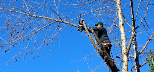 Holzbearbeitung Erneuerbare Energien